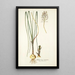 Anthericum exuviatum - Nikolaus Joseph Freiherr von Jacquin — framed artwork on a wall