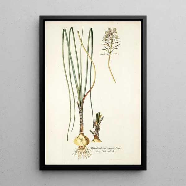 Anthericum exuviatum - Nikolaus Joseph Freiherr von Jacquin — framed artwork on a wall