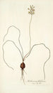 Anthericum filifolium - Nikolaus Joseph Freiherr von Jacquin — artwork view