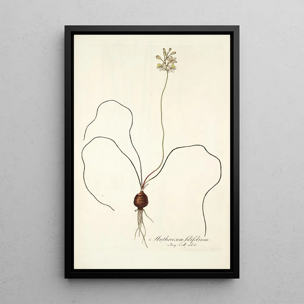 Anthericum filifolium - Nikolaus Joseph Freiherr von Jacquin — framed artwork on a wall