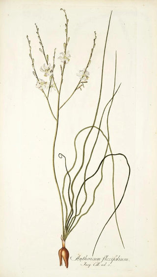 Nikolaus Joseph Freiherr von Jacquin - Anthericum flexifolium.webp
