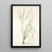 Anthericum flexifolium - Nikolaus Joseph Freiherr von Jacquin — framed artwork on a wall