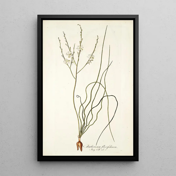 Anthericum flexifolium - Nikolaus Joseph Freiherr von Jacquin — framed artwork on a wall