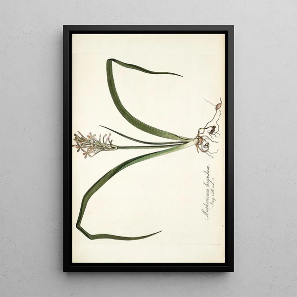 Anthericum hispidum - Nikolaus Joseph Freiherr von Jacquin — framed artwork on a wall