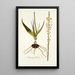 Anthericum latifolium - Nikolaus Joseph Freiherr von Jacquin — framed artwork on a wall