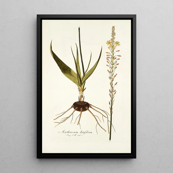 Anthericum latifolium - Nikolaus Joseph Freiherr von Jacquin — framed artwork on a wall