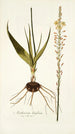 Anthericum latifolium - Nikolaus Joseph Freiherr von Jacquin — artwork view