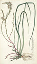 Anthericum longifolium - Nikolaus Joseph Freiherr von Jacquin — artwork view
