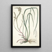 Anthericum longifolium - Nikolaus Joseph Freiherr von Jacquin — framed artwork on a wall