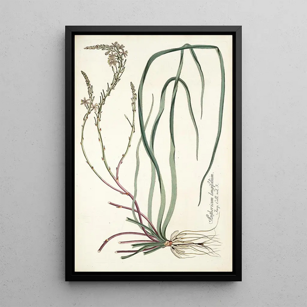 Anthericum longifolium - Nikolaus Joseph Freiherr von Jacquin — framed artwork on a wall