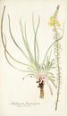 Anthericum longiscapum - Nikolaus Joseph Freiherr von Jacquin — artwork view