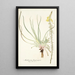 Anthericum longiscapum - Nikolaus Joseph Freiherr von Jacquin — framed artwork on a wall