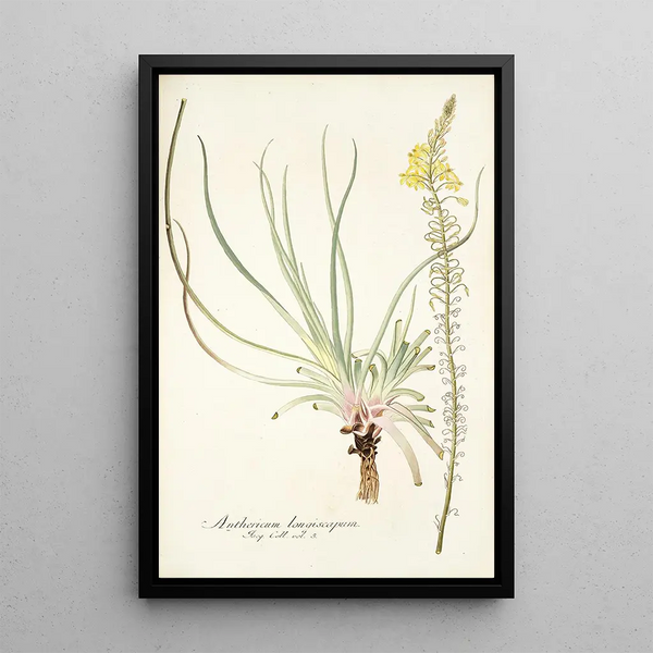 Anthericum longiscapum - Nikolaus Joseph Freiherr von Jacquin — framed artwork on a wall