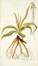 Anthericum nutans - Nikolaus Joseph Freiherr von Jacquin — artwork view