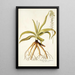 Anthericum nutans - Nikolaus Joseph Freiherr von Jacquin — framed artwork on a wall