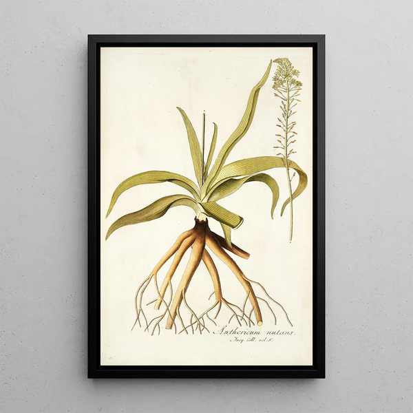Anthericum nutans - Nikolaus Joseph Freiherr von Jacquin — framed artwork on a wall