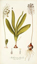 Anthericum physodes - Nikolaus Joseph Freiherr von Jacquin — artwork view
