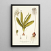 Anthericum physodes - Nikolaus Joseph Freiherr von Jacquin — framed artwork on a wall