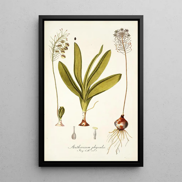 Anthericum physodes - Nikolaus Joseph Freiherr von Jacquin — framed artwork on a wall