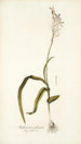 Anthericum pilosum - Nikolaus Joseph Freiherr von Jacquin — artwork view