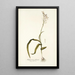Anthericum pilosum - Nikolaus Joseph Freiherr von Jacquin — framed artwork on a wall