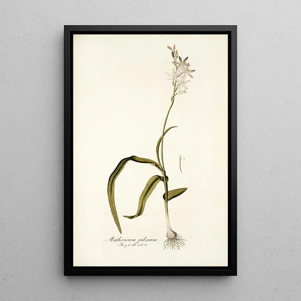 Anthericum pilosum - Nikolaus Joseph Freiherr von Jacquin — framed artwork on a wall