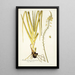 Anthericum praemorsum - Nikolaus Joseph Freiherr von Jacquin — framed artwork on a wall
