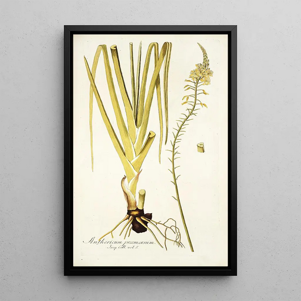 Anthericum praemorsum - Nikolaus Joseph Freiherr von Jacquin — framed artwork on a wall