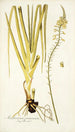 Anthericum praemorsum - Nikolaus Joseph Freiherr von Jacquin — artwork view