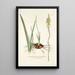 Anthericum pugioniforme - Nikolaus Joseph Freiherr von Jacquin — framed artwork on a wall