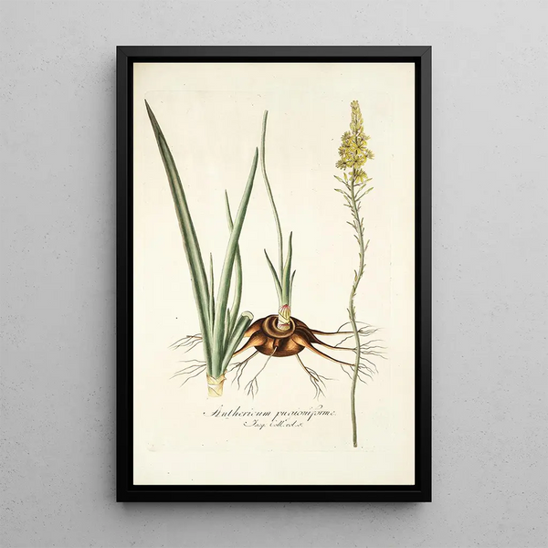 Anthericum pugioniforme - Nikolaus Joseph Freiherr von Jacquin — framed artwork on a wall