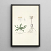 Anthericum pusillum - Nikolaus Joseph Freiherr von Jacquin — framed artwork on a wall