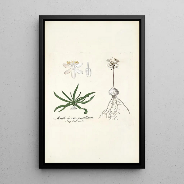 Anthericum pusillum - Nikolaus Joseph Freiherr von Jacquin — framed artwork on a wall