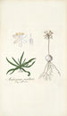 Anthericum pusillum - Nikolaus Joseph Freiherr von Jacquin — artwork view