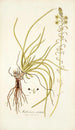Anthericum rostratum - Nikolaus Joseph Freiherr von Jacquin — artwork view