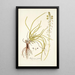 Anthericum rostratum - Nikolaus Joseph Freiherr von Jacquin — framed artwork on a wall
