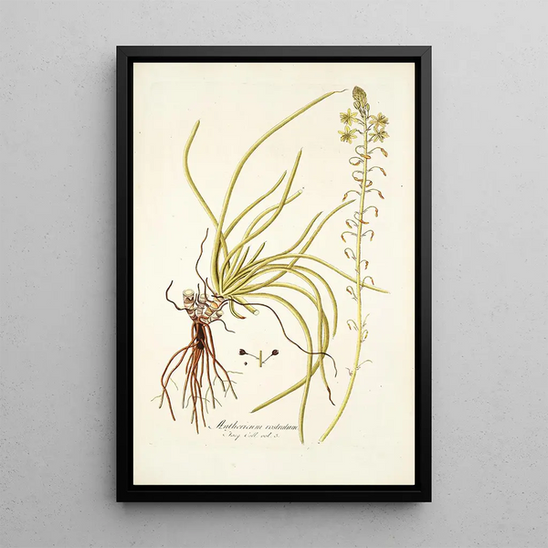Anthericum rostratum - Nikolaus Joseph Freiherr von Jacquin — framed artwork on a wall