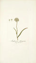 Anthericum subtrigynum - Nikolaus Joseph Freiherr von Jacquin — artwork view