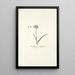 Anthericum subtrigynum - Nikolaus Joseph Freiherr von Jacquin — framed artwork on a wall