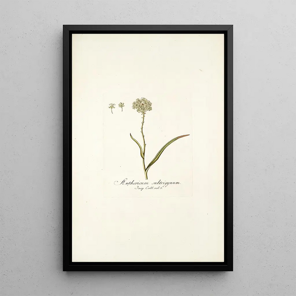 Anthericum subtrigynum - Nikolaus Joseph Freiherr von Jacquin — framed artwork on a wall