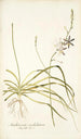 Anthericum undulatum - Nikolaus Joseph Freiherr von Jacquin — artwork view
