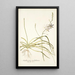 Anthericum undulatum - Nikolaus Joseph Freiherr von Jacquin — framed artwork on a wall
