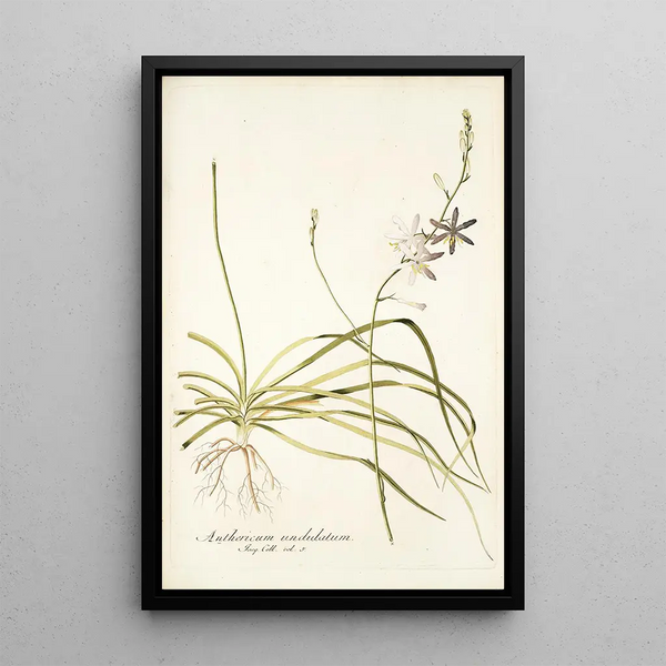 Anthericum undulatum - Nikolaus Joseph Freiherr von Jacquin — framed artwork on a wall