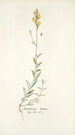 Antirrhinum hirtum - Nikolaus Joseph Freiherr von Jacquin — artwork view