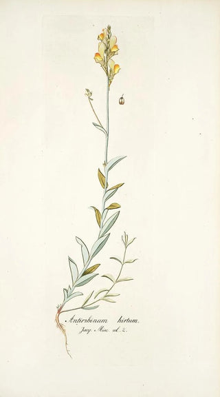 Nikolaus Joseph Freiherr von Jacquin - Antirrhinum hirtum.webp