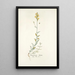 Antirrhinum hirtum - Nikolaus Joseph Freiherr von Jacquin — framed artwork on a wall