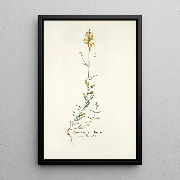 Antirrhinum hirtum - Nikolaus Joseph Freiherr von Jacquin — framed artwork on a wall