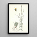 Antirrhinum parviflorum by Nikolaus Joseph Freiherr von Jacquin — framed artwork on a wall