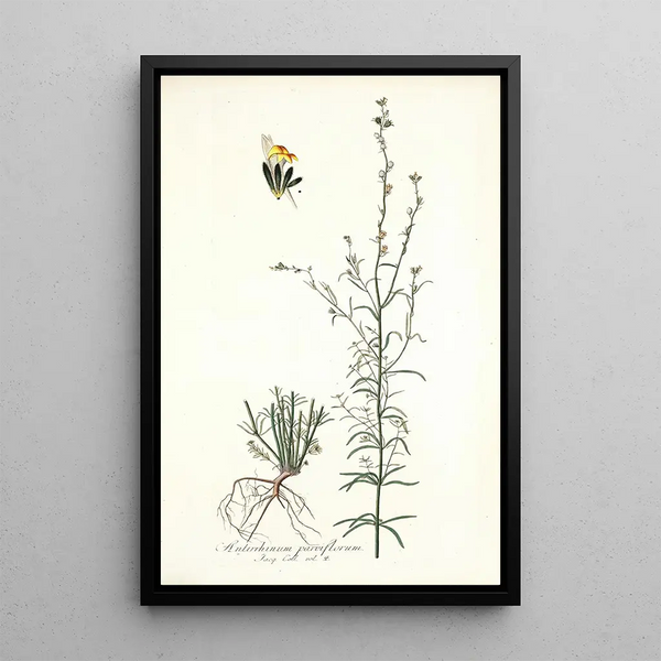 Antirrhinum parviflorum by Nikolaus Joseph Freiherr von Jacquin — framed artwork on a wall