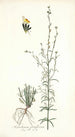 Antirrhinum parviflorum by Nikolaus Joseph Freiherr von Jacquin — artwork view